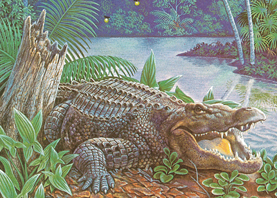 Alligator
