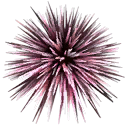 Seeigel