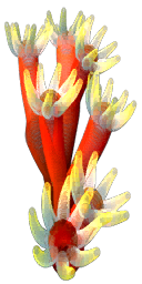 Seeanemonen, SA