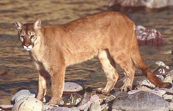 north american cougar size