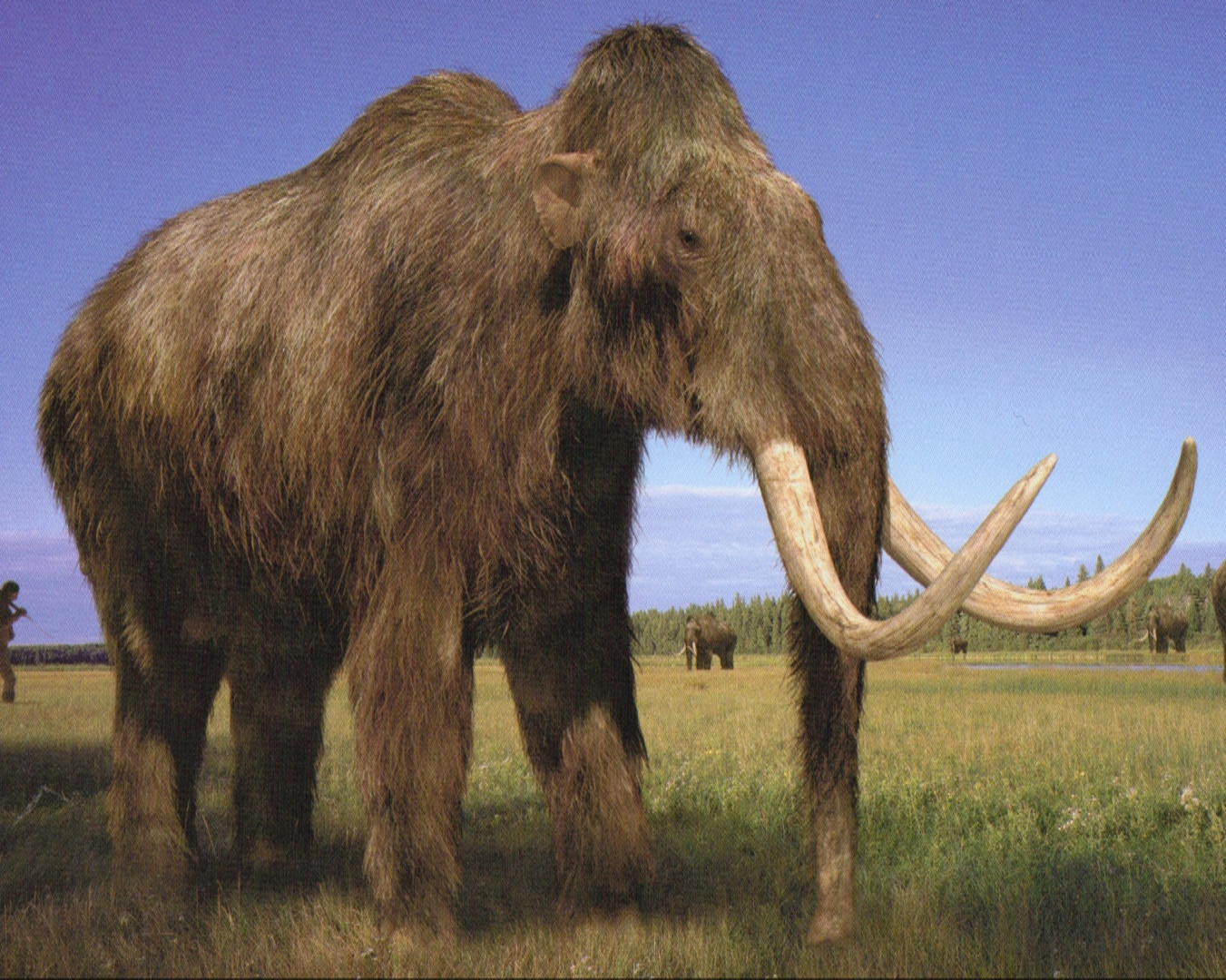 user blog red243 woolly mammoth vs giant short faced bear mammoth vs elephant size