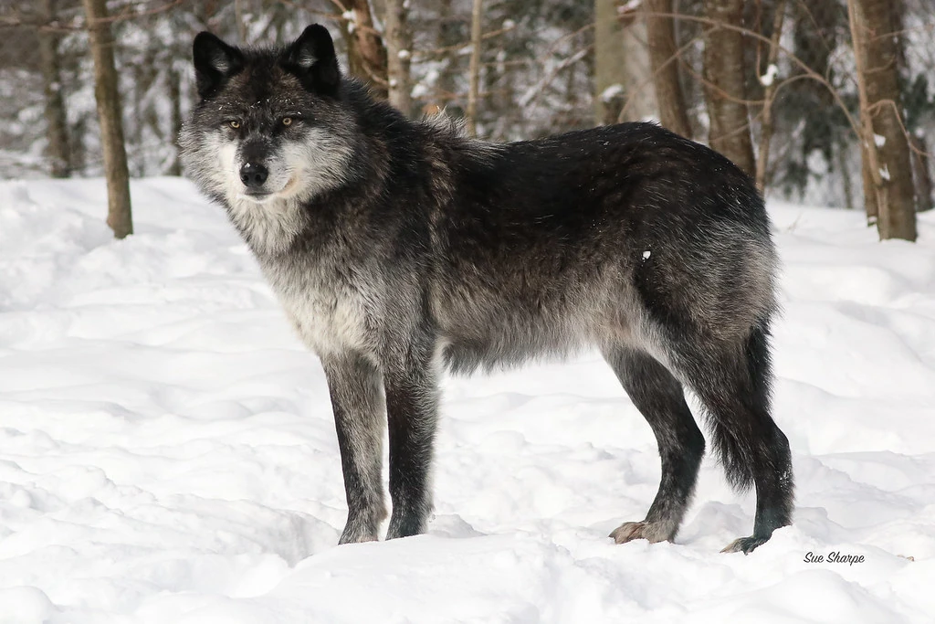 Greywolf Blacksock