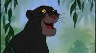 Bagheera