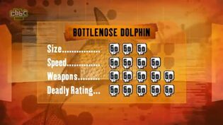 S1 DR bottlenose dolphin