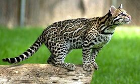 Ocelot-identification-01