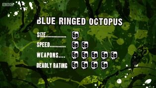 S3 DR blue ringed octopus