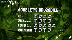 S3 DR morelets crocodile