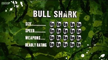 S3 DR bull shark