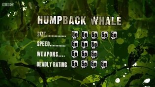 S3 DR humpback whale