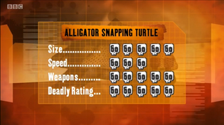 S1 DR snapping turtle