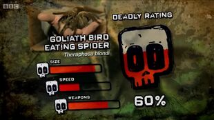 Ptp DR bird spider