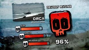PTP DR killer whale