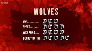 S2 DR wolf