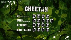 S3 DR cheetah