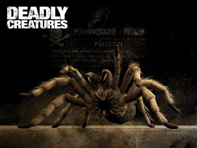 File:Deadly creatures tarantula-1152x864.jpg