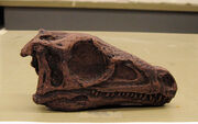 Eoraptor skull