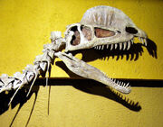 Dilopho skull