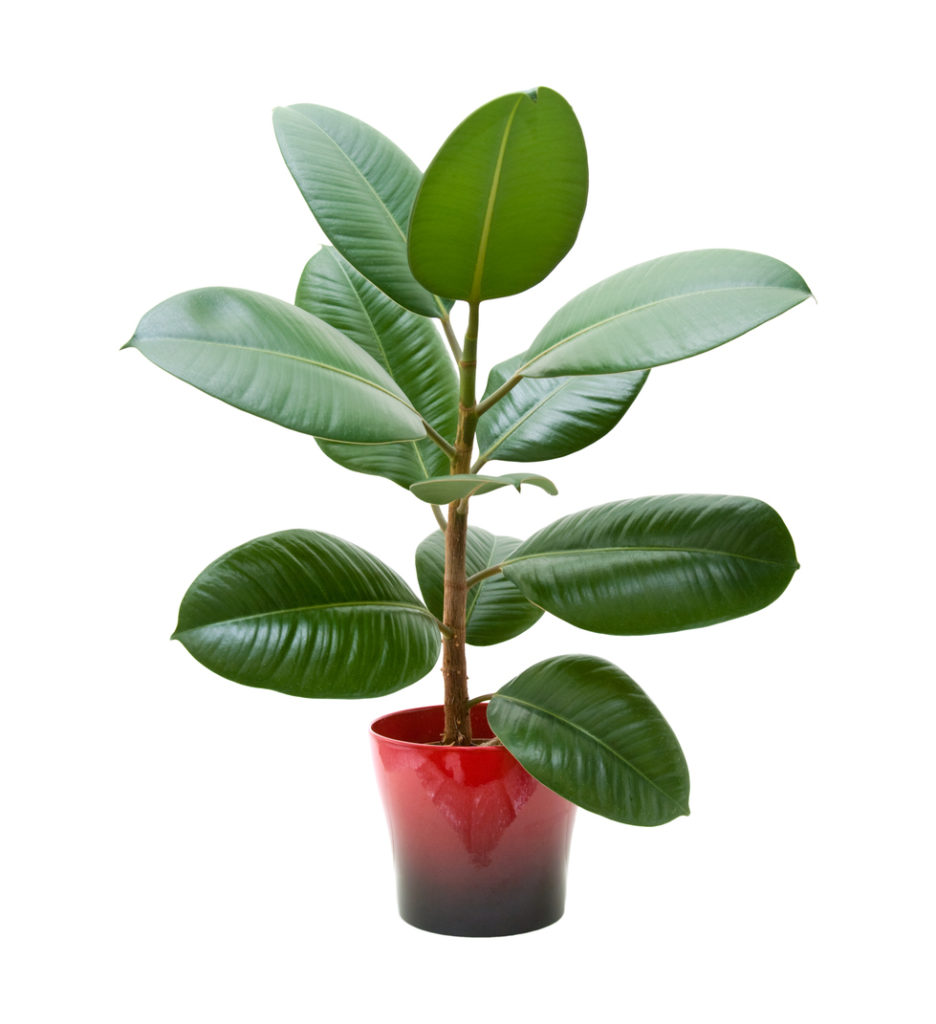 image rubber plant 936x1024 jpg death battle wiki fandom