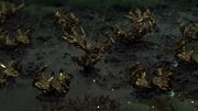 Chiral crystals timefall