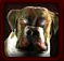 Zombie Dog