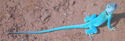 BlueLizard