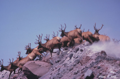 Elk herd