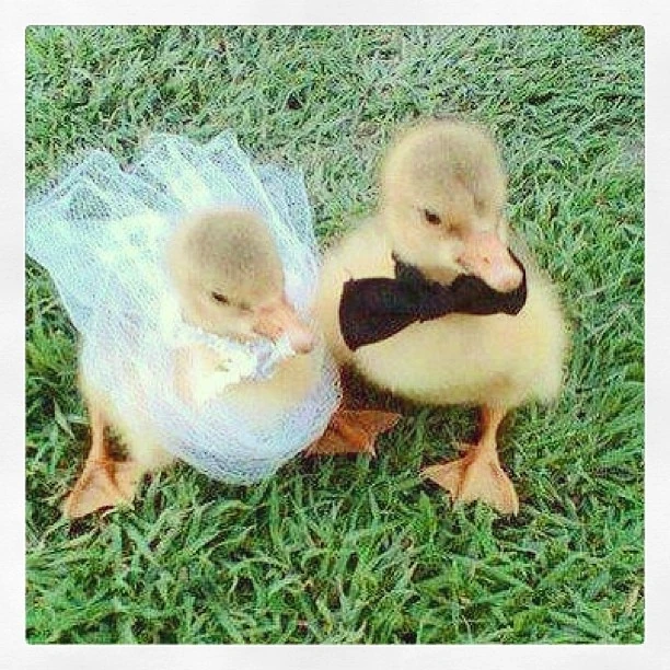 Image Duck marriage.jpg Degrassi Wiki FANDOM powered by Wikia