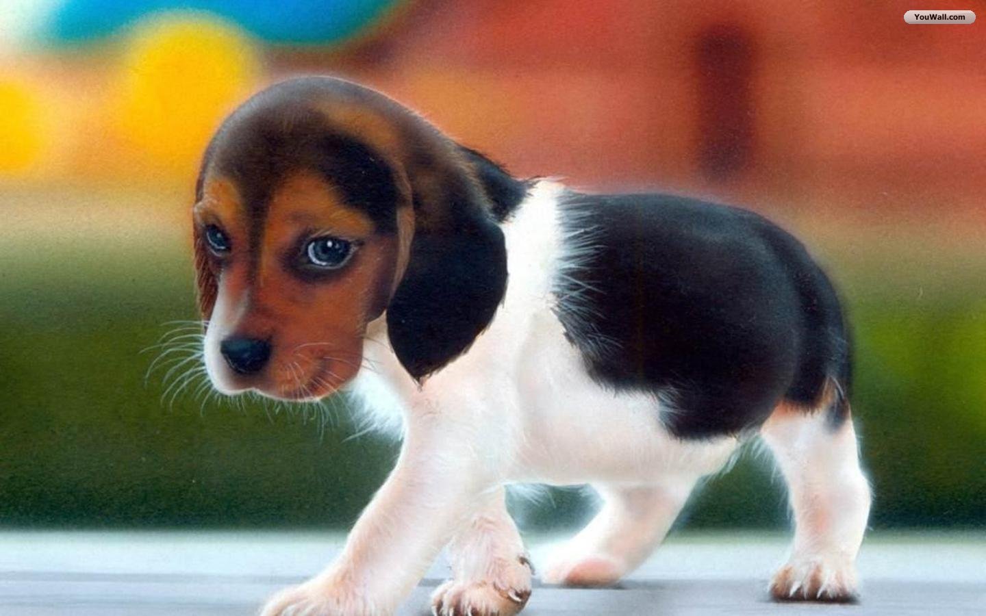 image cute puppy wallpaper 72013 jpg degrassi wiki fandom