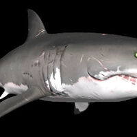 Shark Species Depth Wiki Fandom - hammerhead roblox shark bite wiki fandom