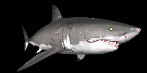 Shark Species | Depth Wiki | FANDOM powered by Wikia