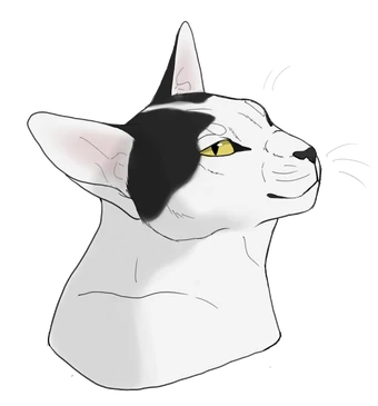 Wiki Des Guerriers De La Montagne Fandom