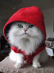 Hoodie-red-cat