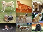 Collage of Nine Dogs