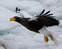 Steller’s Sea Eagle