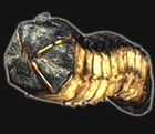 Larva