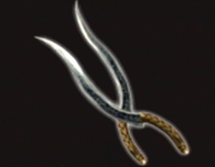 Cutlaseer