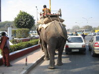 Elephants on the road