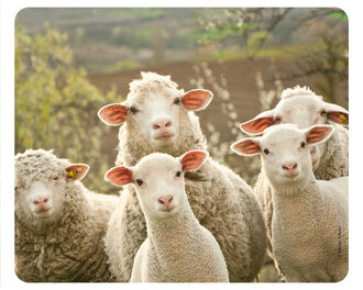 Schafe Sprechstunde