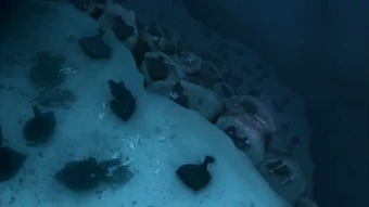 Underwater Graveyard Dexter Wiki Fandom