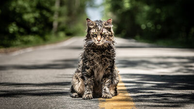 Everything You Need To Know About 'Pet Sematary'