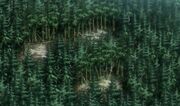 Daukernforest