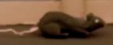 Rat