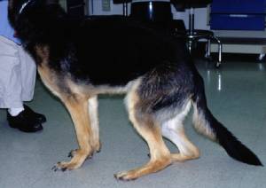 2008-01-19 094358 plantigrade2