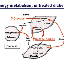 high blood glucose in dogs