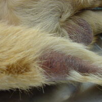 Hypothyroidism Canine Diabetes Wiki Fandom