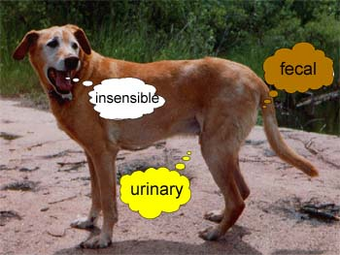 Diarrhea | Canine Diabetes Wiki | Fandom