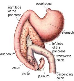 Pancreas