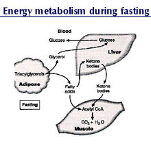 Hyperglycemia Canine Diabetes Wiki Fandom