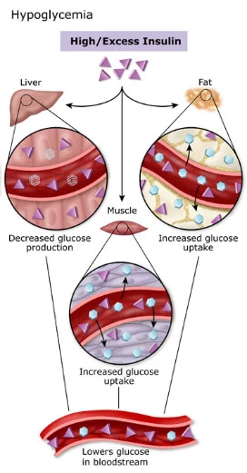 low blood sugar in dogs treatment