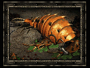 Coldworm